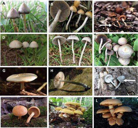 psilocybin concentration in mushrooms